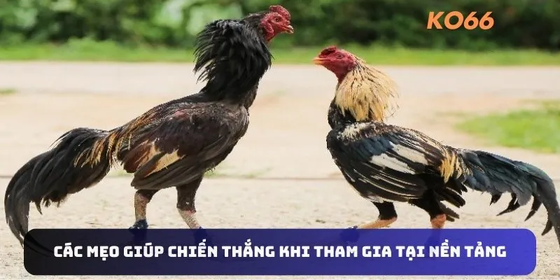 Các mẹo giúp chiến thắng khi tham đá gà thomo gia tại nền tảng