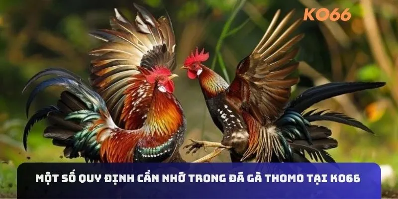 Một số quy định cần nhớ trong đá gà Thomo tại KO66 