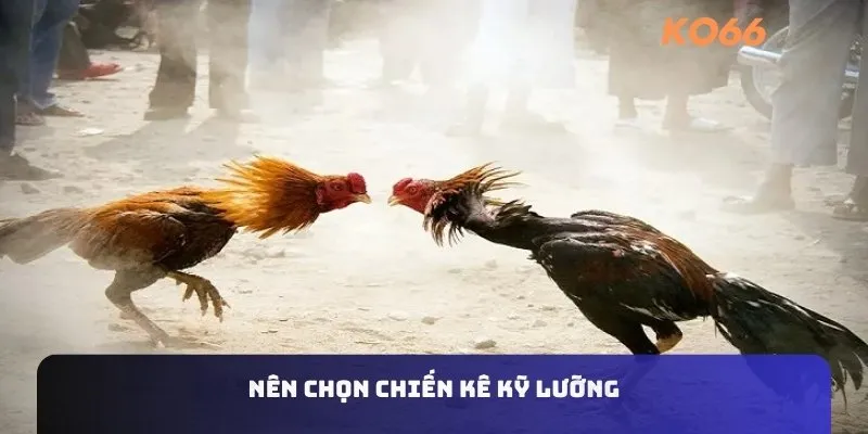 Nên chọn chiến kê kỹ lưỡng