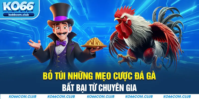 Bỏ túi những mẹo cược đá gà bất bại từ chuyên gia