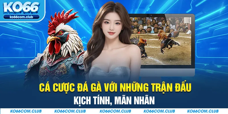 Cá cược đá gà với những trận đấu kịch tính, mãn nhãn