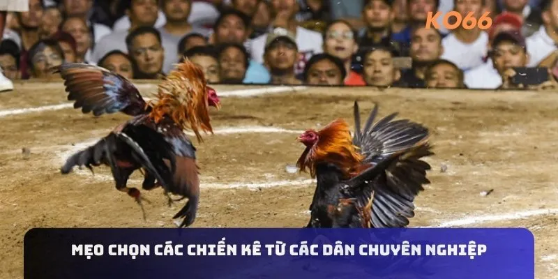 Mẹo chọn các chiến kê từ các dân chuyên nghiệp