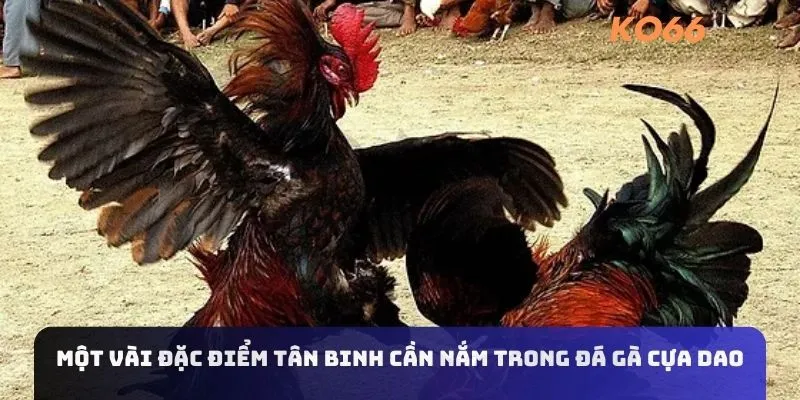 Một vài đặc điểm tân binh cần nắm trong đá gà cựa dao