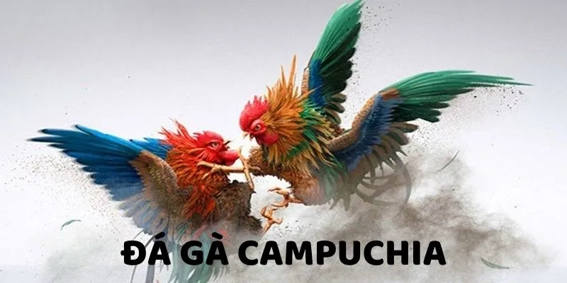 Đá gà Campuchia - Đấu Trường Đẳng Cấp Cho Hội Viên KO66